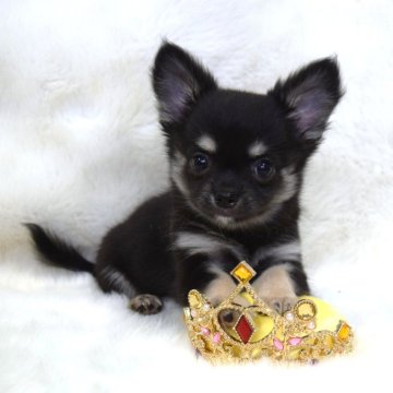 チワワ(ロング)【岡山県・男の子・2025年8月29日・ブラック&タン】の写真「いつもそばにいるよ❤️」