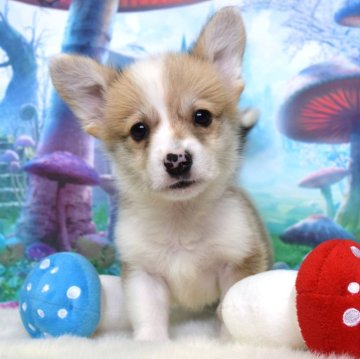 ウェルシュ・コーギー・ペンブローク【岡山県・男の子・2025年9月15日・レッド&ホワイト】の写真「いつもそばにいるよ❤️」