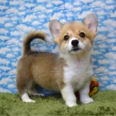 ウェルシュ・コーギー・ペンブローク