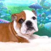 ブルドッグ