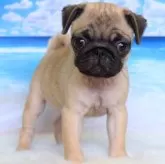 パグ
