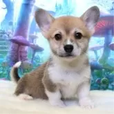 ウェルシュ・コーギー・ペンブローク【岡山県・男の子・2025年10月23日・レッド&ホワイト】の写真1