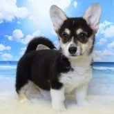 ウェルシュ・コーギー・ペンブローク【岡山県・女の子・2025年9月21日・ブラックタン&ホワイト(トライカラー)】の写真1