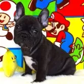 フレンチブルドッグ