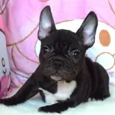 フレンチブルドッグ