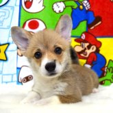 ウェルシュ・コーギー・ペンブローク