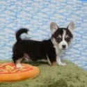 ウェルシュ・コーギー・ペンブローク【岡山県・男の子・2025年9月15日・ブラックタン&ホワイト(トライカラー)】の写真14