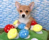 ウェルシュ・コーギー・ペンブローク【岡山県・男の子・2024年10月30日・レッド&ホワイト】の写真3