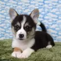 ウェルシュ・コーギー・ペンブローク【岡山県・男の子・2025年9月15日・ブラックタン&ホワイト(トライカラー)】の写真3