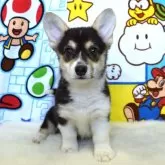 ウェルシュ・コーギー・ペンブローク【岡山県・女の子・2025年9月21日・ブラックタン&ホワイト(トライカラー)】の写真9