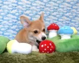 ウェルシュ・コーギー・ペンブローク【岡山県・男の子・2024年10月30日・レッド&ホワイト】の写真8