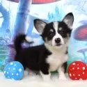 ウェルシュ・コーギー・ペンブローク【岡山県・女の子・2025年9月15日・ブラックタン&ホワイト(トライカラー)】の写真2