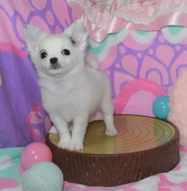 ID：1904-01979の子犬
