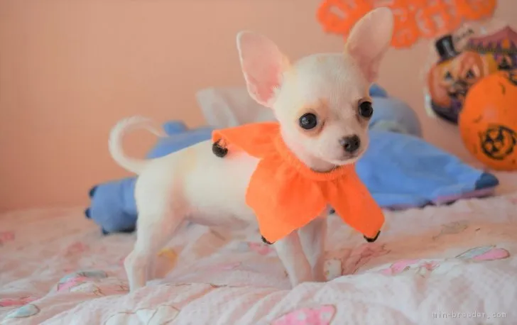 ID:1809-01104の子犬