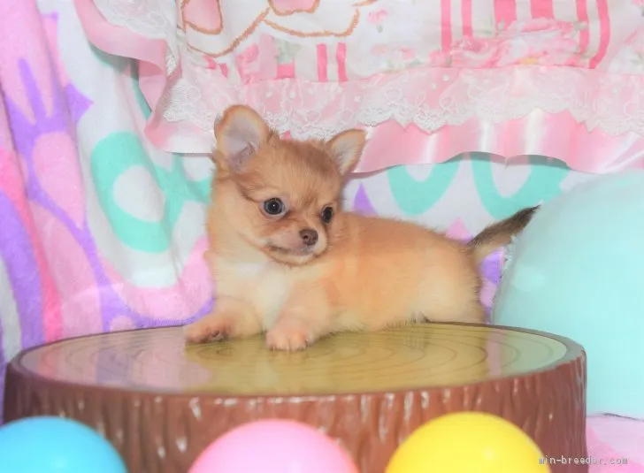 ID：2006-02553の子犬