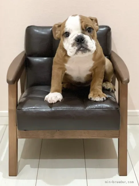 ID:2204-00493の子犬