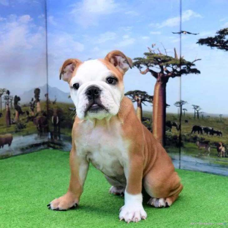 ID：2307-02119の子犬
