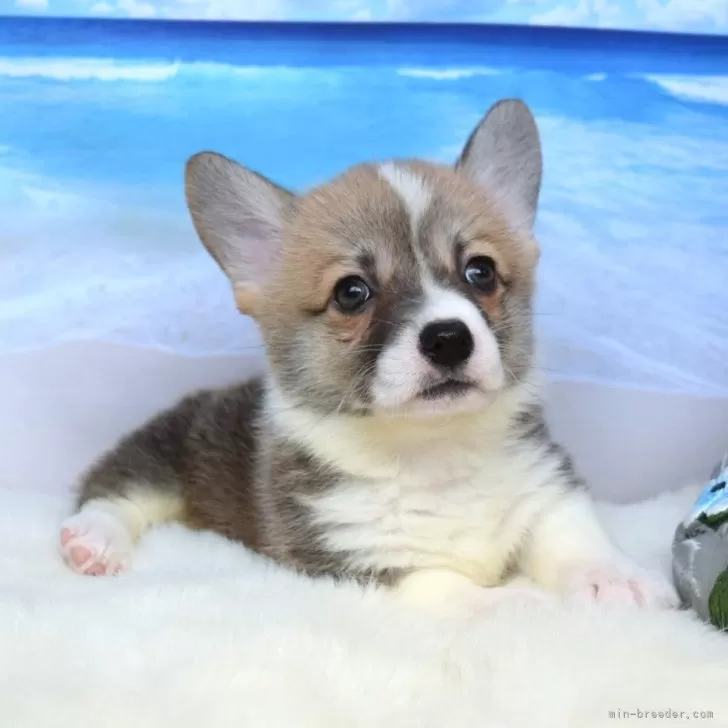 ID：2408-03643の子犬