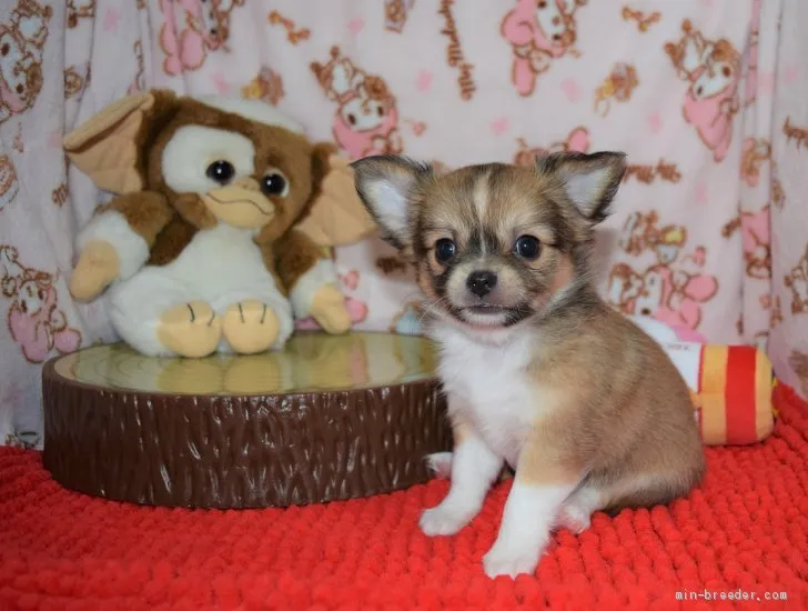 ID:1906-00399の子犬