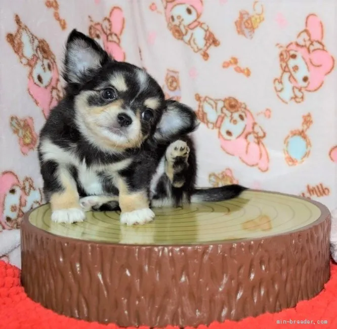 ID：1904-01550の子犬
