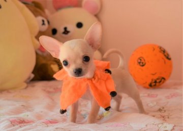 チワワ(スムース)【岡山県・男の子・2018年7月24日・クリーム&ホワイト】の写真「いつもそばにいるよ♥」