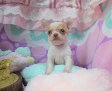 チワワ(スムース)【岡山県・女の子・2020年6月3日・パーティー】の写真「いつもそばにいるよ❤️」