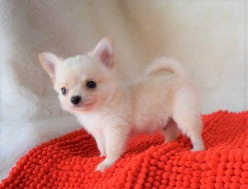 チワワ(ロング)【岡山県・男の子・2018年3月13日・クリーム】の写真「いつもそばにいるよ♥」
