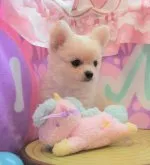 チワワ(ロング)【岡山県・男の子・2022年3月23日・クリーム】の写真3