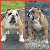 ブルドッグ【岡山県・男の子・2022年5月30日・レッド&ホワイト】の写真5「左がパパのぶっちゃん❤️右がママのストームちゃんです❤️」