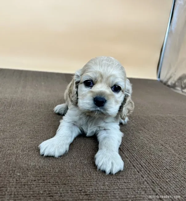 ID：2202-03326の子犬