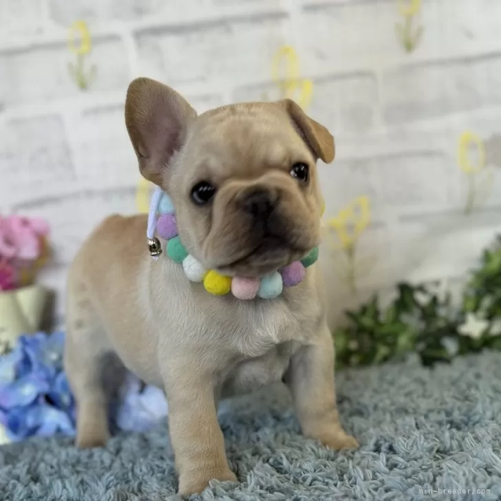 ID：2506-02306の子犬