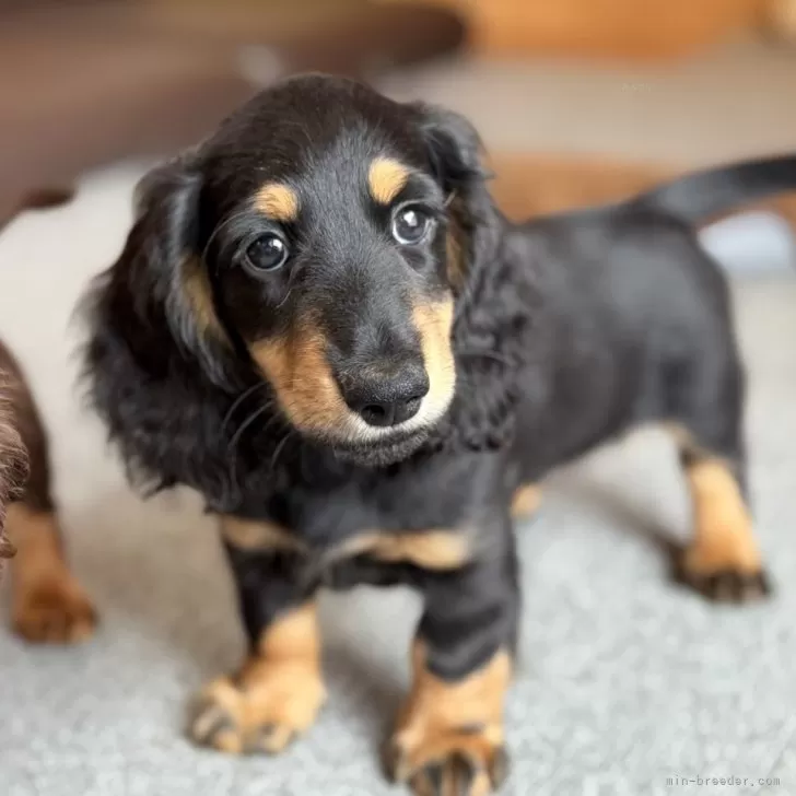 N.W 様のお迎えした子犬