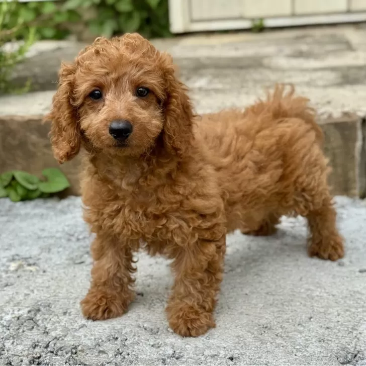 ID:2505-00530の子犬