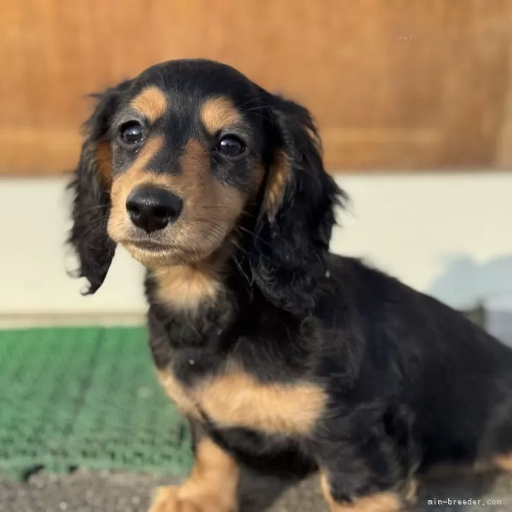 ID：2504-06108の子犬
