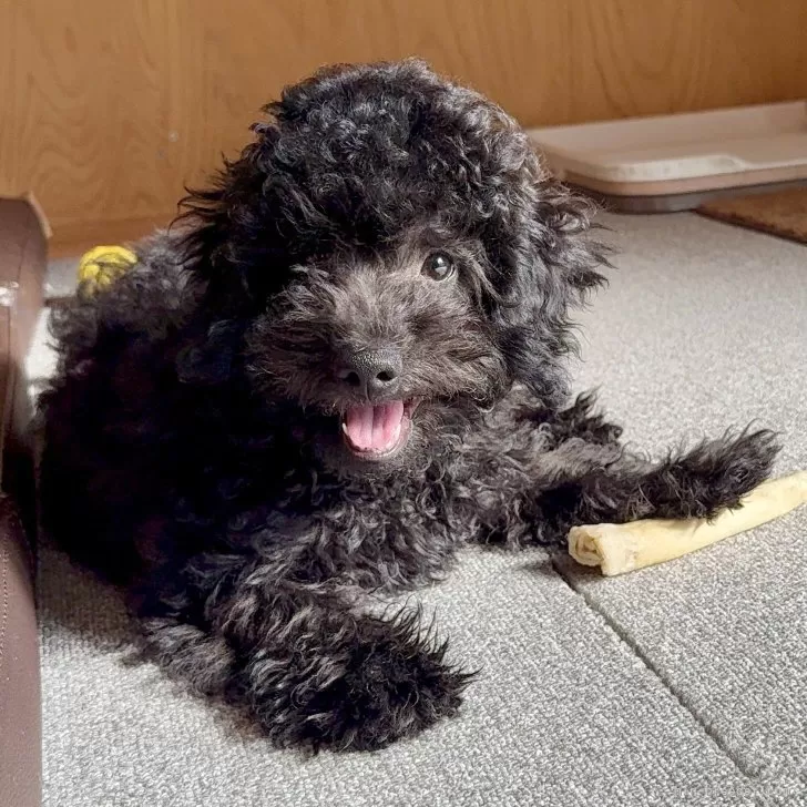 ID：2505-00519の子犬