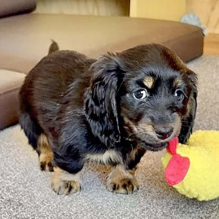 ID：2412-06240の子犬