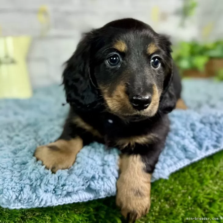 ID：2504-00783の子犬