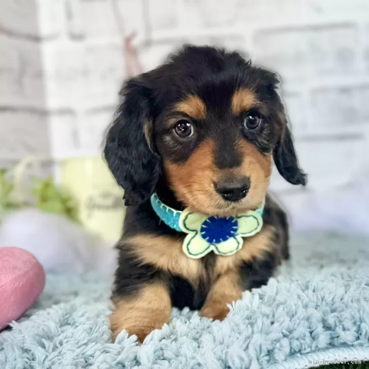 ID：2501-05626の子犬