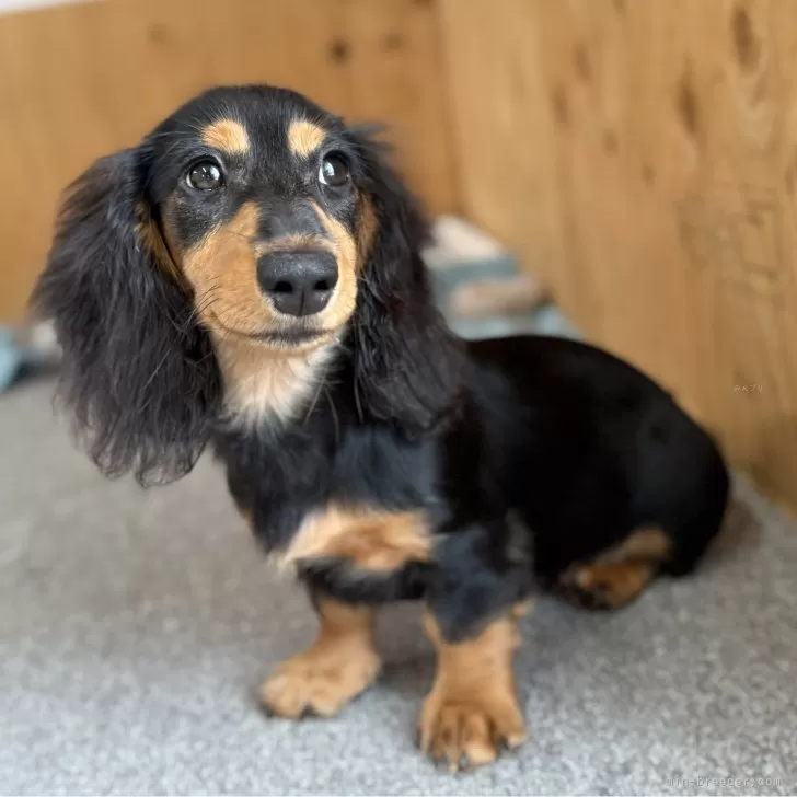 ID:2507-03772の子犬
