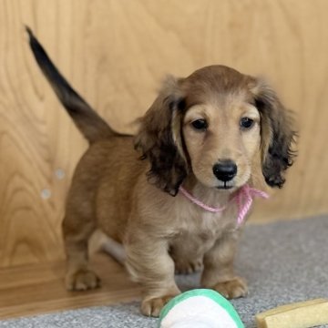 ミニチュアダックスフンド(ロング)【埼玉県・女の子・2025年10月8日・シェーデッドレッド】の写真「優しいお顔❤️」