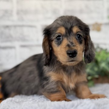 ミニチュアダックスフンド(ロング)【埼玉県・女の子・2025年9月12日・シルバーダップル】の写真「美人ダップル姉妹✨」