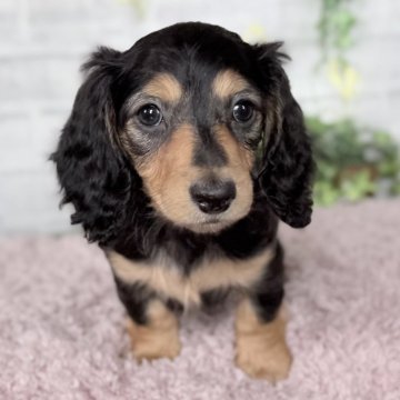 ミニチュアダックスフンド(ロング)【埼玉県・女の子・2026年1月2日・ブラック&タン】の写真「小ぶりな6姉妹🩷」