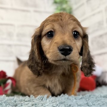 ミニチュアダックスフンド(ロング)【埼玉県・男の子・2025年10月2日・シェーデッドレッド】の写真「活発な男の子🎵」