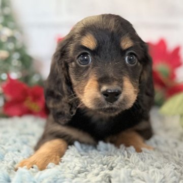 ミニチュアダックスフンド(ロング)【埼玉県・男の子・2025年10月21日・ブラック&タン】の写真「今のところ、大人しい兄妹です✨」