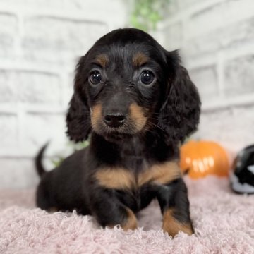 ミニチュアダックスフンド(ロング)【埼玉県・女の子・2025年9月8日・ブラック&タン】の写真「ブラックタン三姉妹で見学可能です✨」