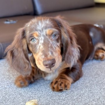 ミニチュアダックスフンド(ロング)【埼玉県・男の子・2025年8月10日・チョコダップル】の写真「ずっしりとした兄弟です✨」