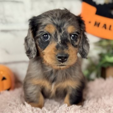 ミニチュアダックスフンド(ロング)【埼玉県・女の子・2025年9月6日・シルバーダップル】の写真「マイペースなダップルちゃん❤️」