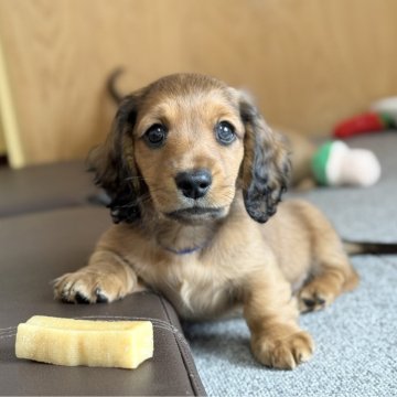 ミニチュアダックスフンド(ロング)【埼玉県・男の子・2025年10月8日・シェーデッドレッド】の写真「大人しめ❣️」