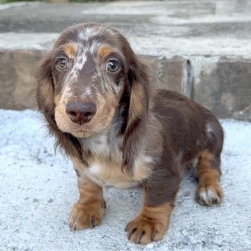 ミニチュアダックスフンド(ロング)【埼玉県・男の子・2025年8月10日・チョコダップル】の写真「ずっしりとした兄弟です✨」