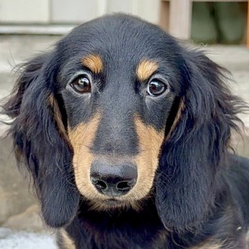 ミニチュアダックスフンド(ロング)【埼玉県・男の子・2025年6月5日・ブラック&タン】の写真「むちむち🎵」